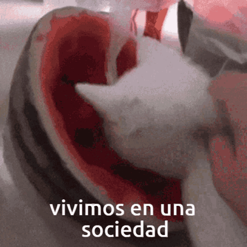 Lechoncore Lechonvs GIF