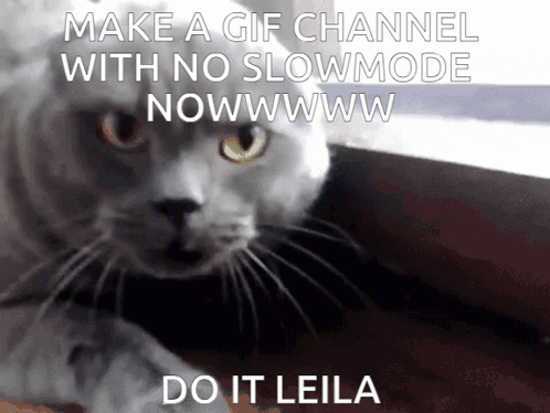 Leila Angry Cat GIF