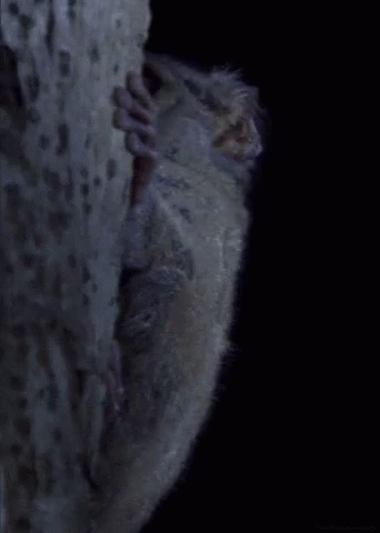 Lemur Madagascar GIF