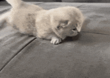 Lenny Confetti Kitty GIF