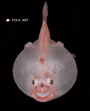 Leppy Zoog Fish GIF