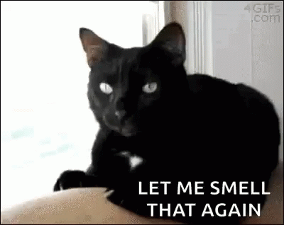 Let Me Smell That Again Cats GIF