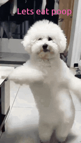 Lets Eat Poop GIF