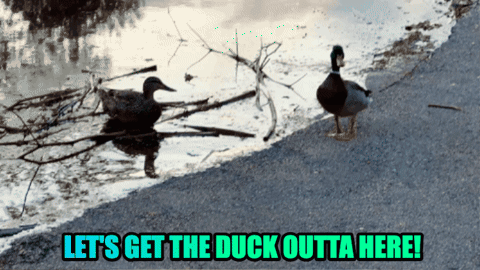 Let'S Get The Duck Out Of Here Lets Get The Duck Outta Here GIF