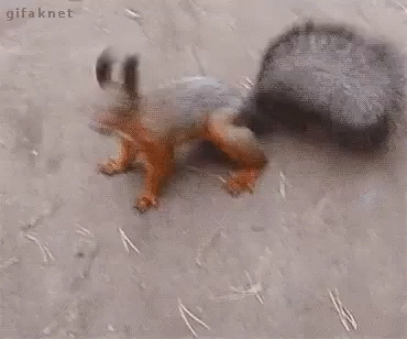 Lets Go Squirrel GIF. This 370 x 308 animated GIF is part of our funny squirrel collection. Related themes include funny animals, lets go, squirrel. Created…