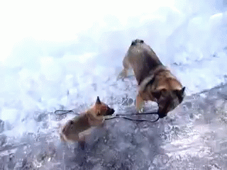 Let'S Take A Walk GIF. This 320 x 240 animated GIF is part of our honey youve got a big storm coming collection. Related themes include cute, puppy. View…