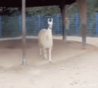 Lhama Llama GIF. This 340 x 304 animated GIF is part of our lhama cuspindo collection. Related themes include homem. Created by C_Vieira. View the original…