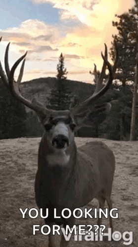 Lick Sniff GIF