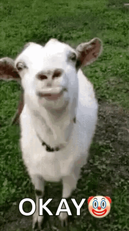 Lick Stick Out Tongue GIF