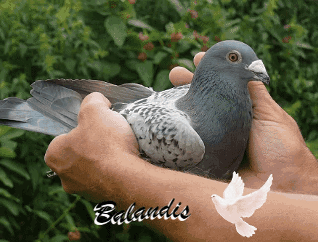 Lietuva Lithuania GIF