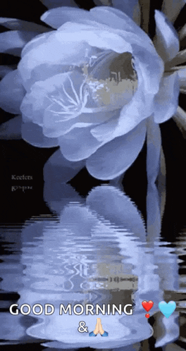 Lily Flower GIF