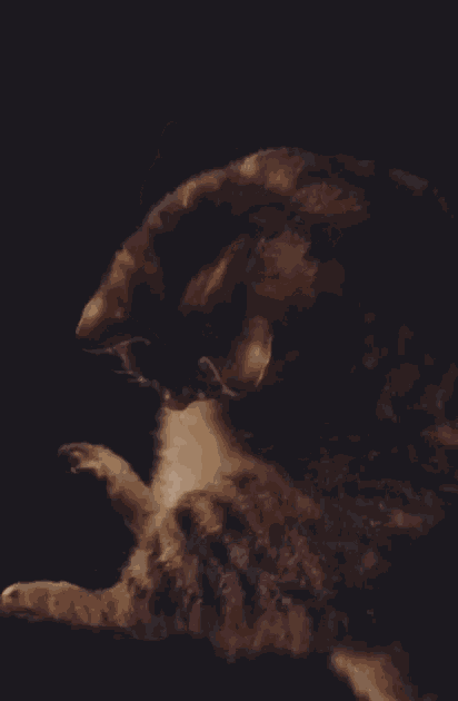Lily Woof GIF