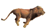 Lion Sticker
