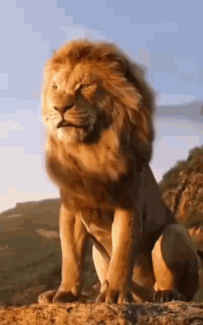 Lion King Lion GIF