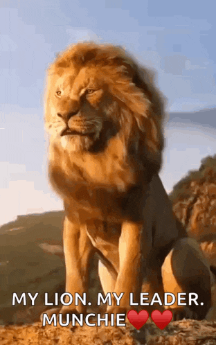 Lion King Lion GIF