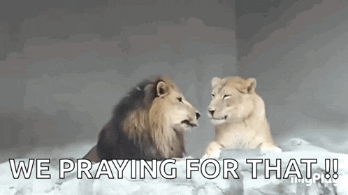Lion Kiss GIF