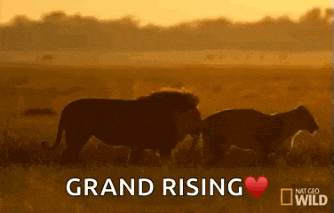 Lion Lioness GIF