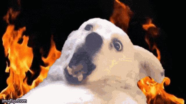 Lionfield Judy GIF