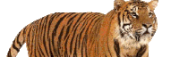 Lionwar Hewanterganas Sticker