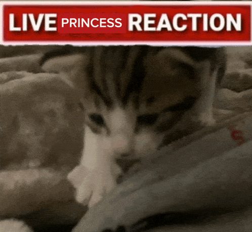 Live Cat Reaction Adorable GIF