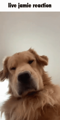 Live Jamie Reaction Dogs GIF