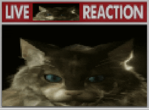 Live Reaction Live Shalquoir Reaction Meme