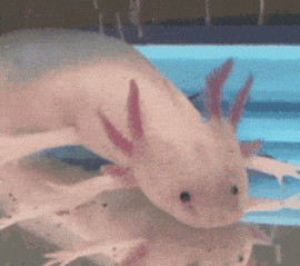 Lizzie Borden Axolotl GIF