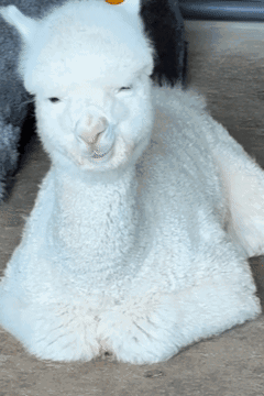 Llama Alpaca GIF. This 240 x 360 animated GIF is part of our lama collection. Related themes include good night, sleep, sleepy. Created by Boxman6x. View…