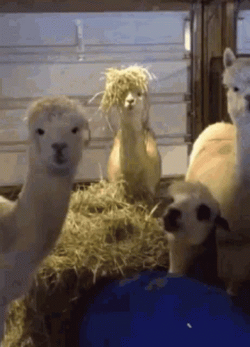 Llama Animal GIF. This 359 x 498 animated GIF is part of our lama collection. Related themes include animal. Created by b1ngb0ng. View the original…