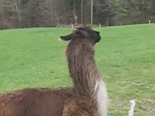 Llama Bounce Llama GIF. This 498 x 373 animated GIF is part of our lama collection. Related themes include cute, funny, jumping. Created by kvitRaven. View…
