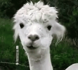Llama GIF