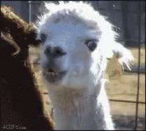 Llama Chew GIF. This 208 x 186 animated GIF is part of our lhama cuspindo collection. Created by kylestenson. View the original animation, share it, or…