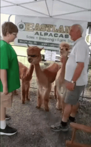 Llama Cool GIF. This 311 x 498 animated GIF is part of our lama collection. Related themes include cool. Created by LauraWright3. View the original…