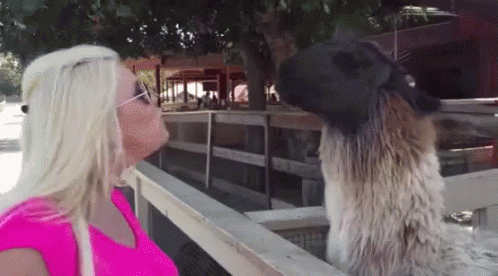 Llama Escupiendo A Mujer GIF. This 498 x 276 animated GIF is part of our lhama cuspindo collection. View the original animation, share it, or browse related…