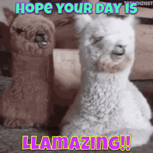 Llama Llamazing GIF. This 498 x 498 animated GIF is part of our lama collection. Created by Moar_Hodl. View the original animation, share it, or browse…