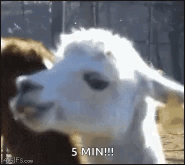 Llama Mirada GIF. This 370 x 330 animated GIF is part of our lhama cuspindo collection. View the original animation, share it, or browse related GIFs.
