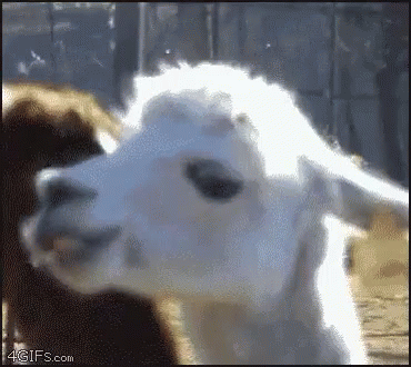 Llama Mirada GIF. This 370 x 330 animated GIF is part of our lama collection. View the original animation, share it, or browse related GIFs.