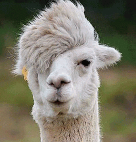 Llama GIF. This 479 x 498 animated GIF is part of our lama collection. Created by llamame1. View the original animation, share it, or browse related GIFs.