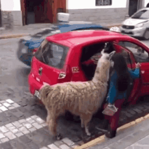Llama GIF. This 498 x 498 animated GIF is part of our lama collection. Created by Marco201003. View the original animation, share it, or browse related GIFs.