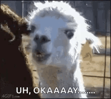 Llama Side Eye GIF. This 220 x 196 animated GIF is part of our lhama cuspindo collection. Related themes include side eye. Created by MarciaHopkins. View…
