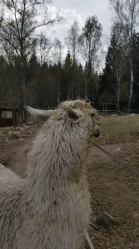 Llama Spit GIF. This 278 x 498 animated GIF is part of our lhama cuspindo collection. Related themes include animal, annoyed, no. Created by Tsubodie. View…