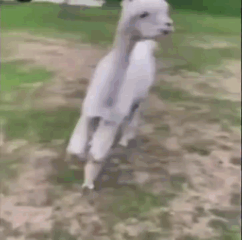 Llama Split GIF. This 498 x 494 animated GIF is part of our lhama cuspindo collection. Related themes include lama. Created by im_mr_unknown. View the…