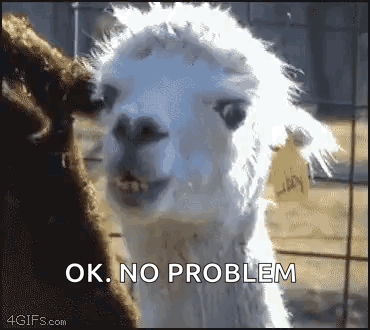 Llama Stare GIF. This 370 x 330 animated GIF is part of our lama collection. Related themes include animal, creepy, eating. Created by christine5833. View…