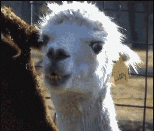 Llama Stare Baeautomatic GIF. This 498 x 424 animated GIF is part of our lama collection. Created by baeautomatic. View the original animation, share it, or…
