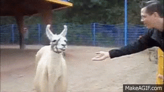 Llama GIF. This 320 x 180 animated GIF is part of our lhama cuspindo collection. View the original animation, share it, or browse related GIFs.