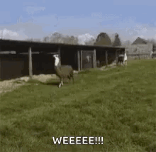 Llamas GIF. This 220 x 214 animated GIF is part of our lama collection. Created by sanmiguelST. View the original animation, share it, or browse related GIFs.