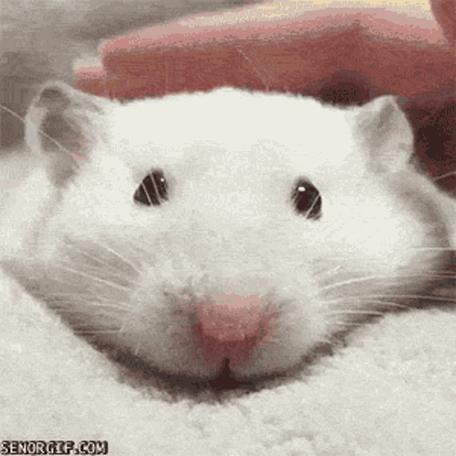 Lmouse GIF