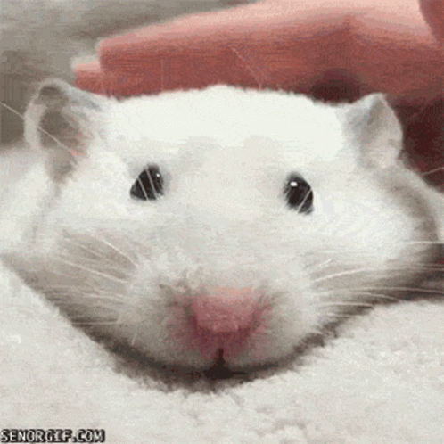 Lmouse GIF
