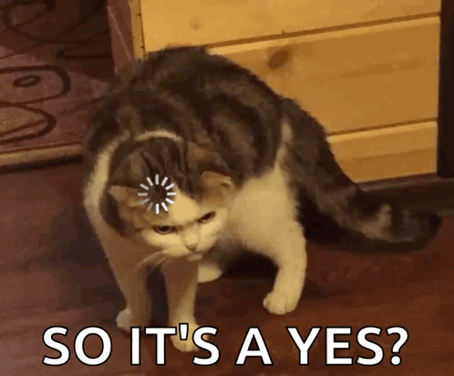 Loading Cat GIF