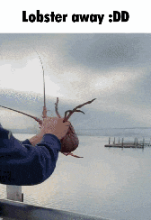 Lobster Yeet GIF